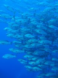 Large shoal of snappers taken at Shark reef, Ras Mohamed ... by Nikki Van Veelen 